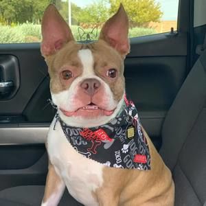 Meet your Posher, Dan